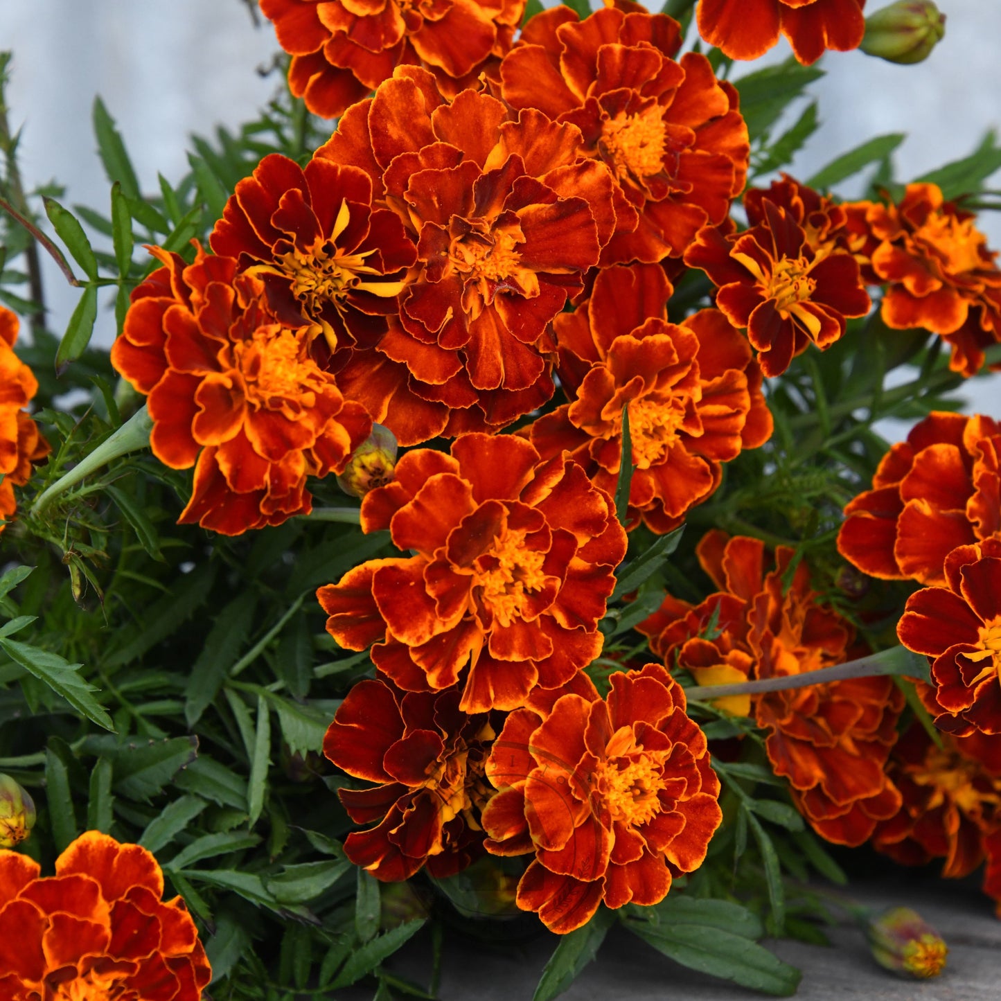 Marigold 'Red Brocade'