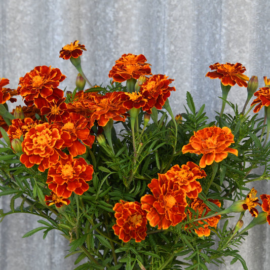 Marigold 'Red Brocade'