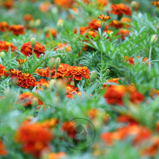 Marigold 'Red Brocade'