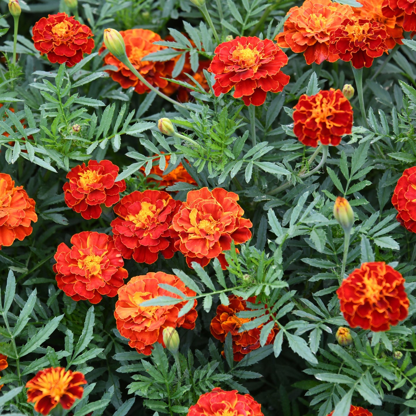 Marigold 'Red Brocade'