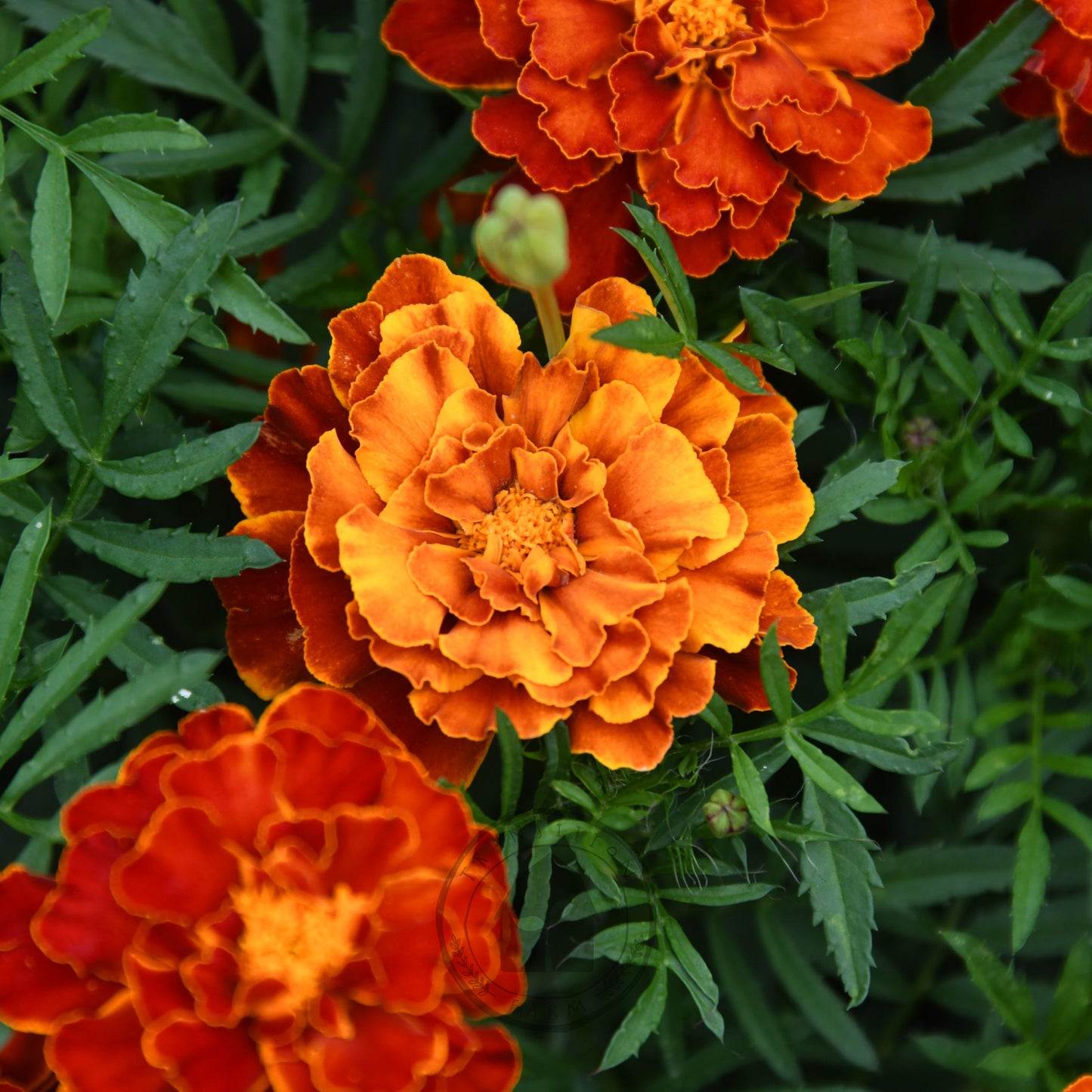 Marigold 'Red Brocade'