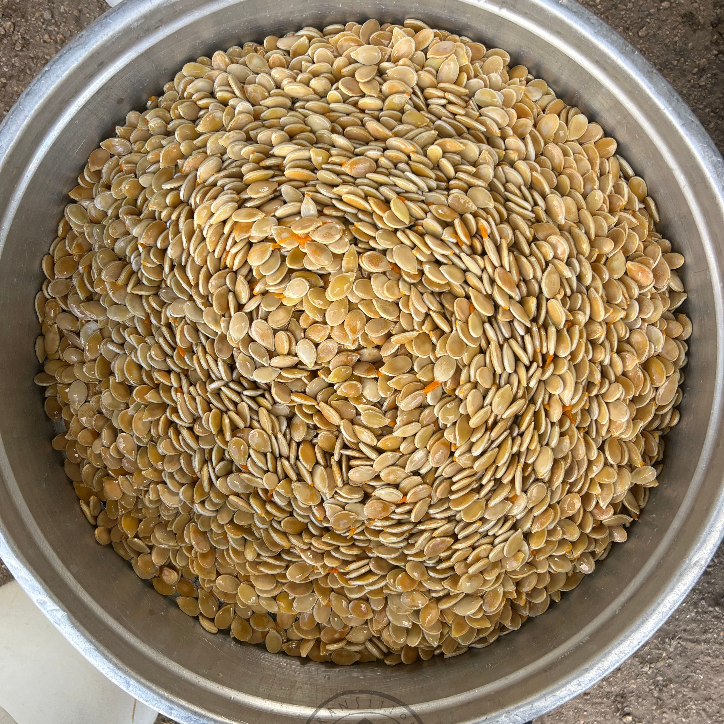 Pumpkin 'Red Kuri' – Transition Farm