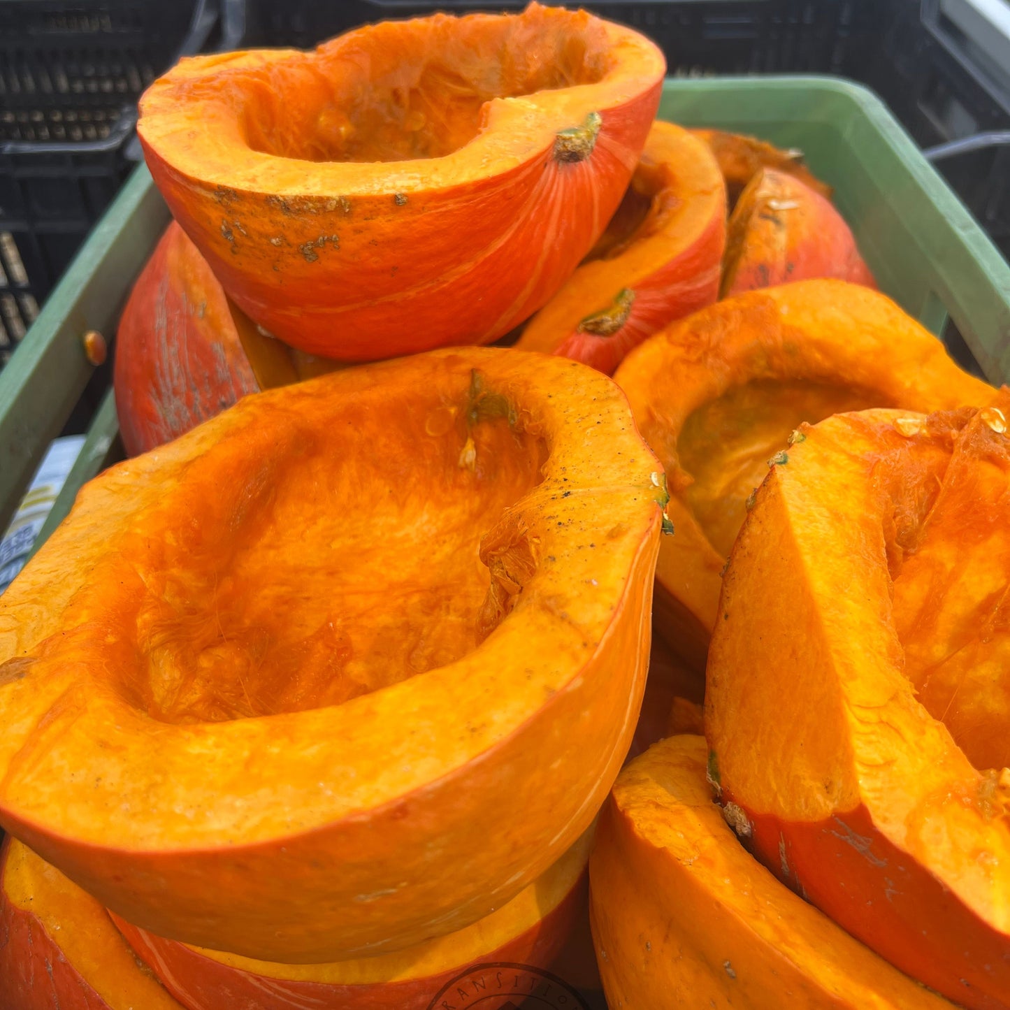 Pumpkin 'Red Kuri'