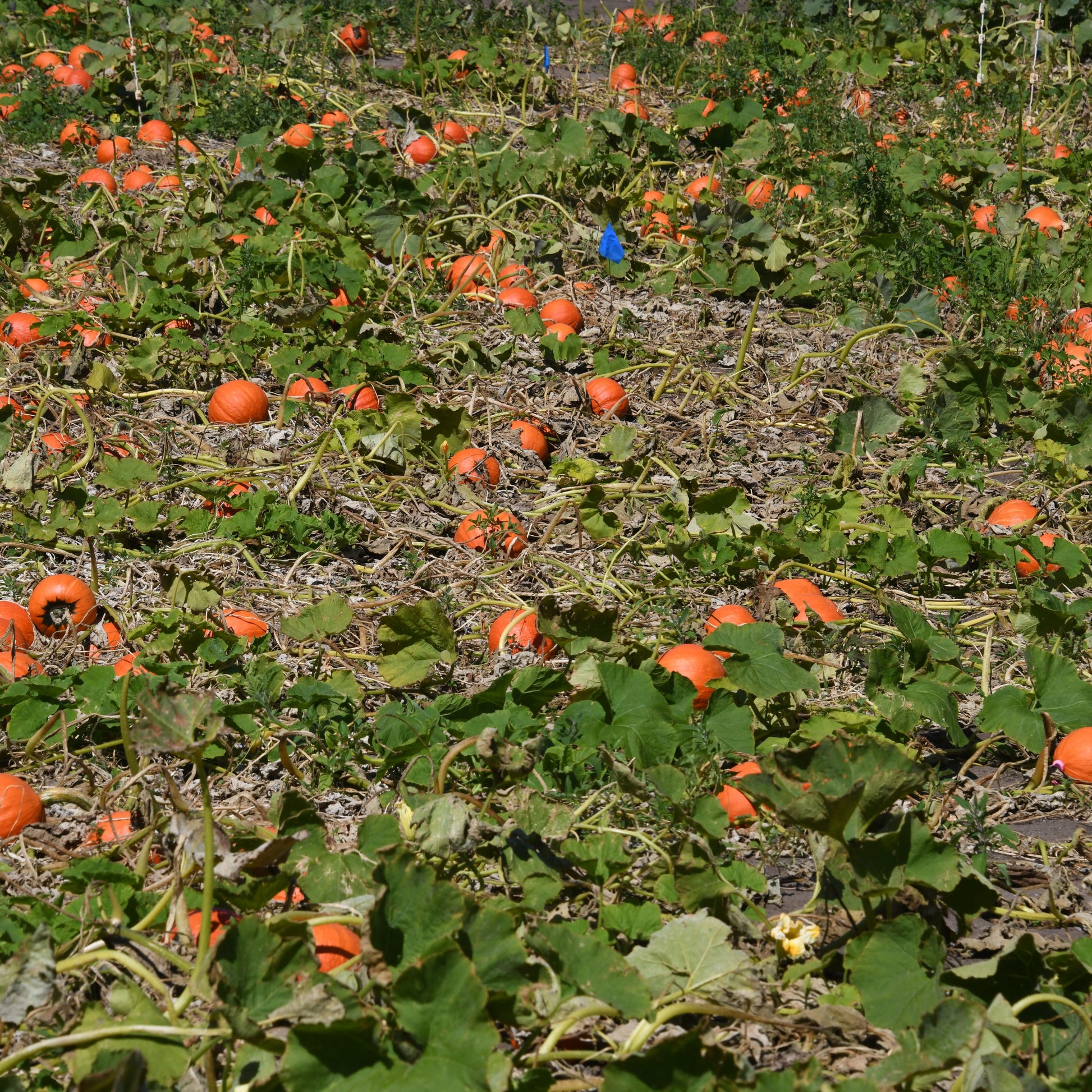Scattered red kurri pumpkin seed crop on a field with green plants