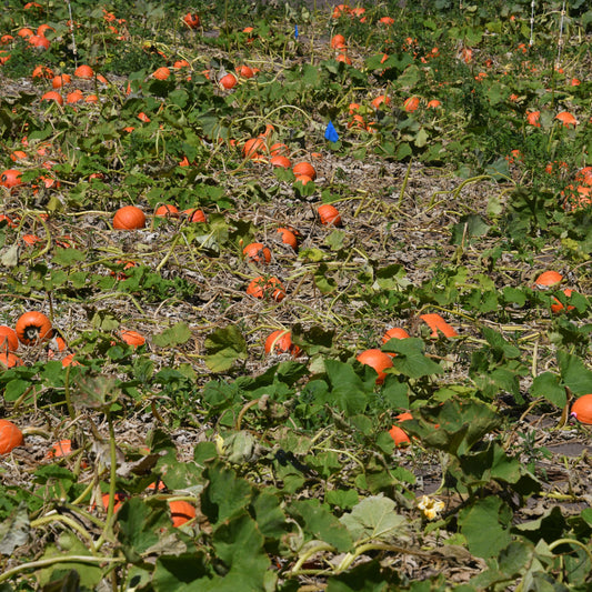 Scattered red kurri pumpkin seed crop on a field with green plants