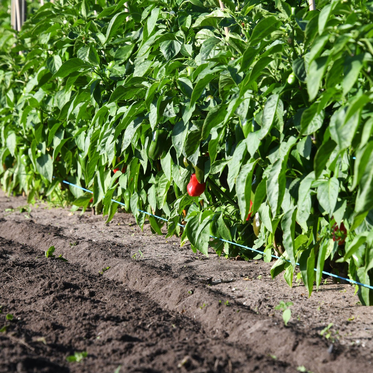 Transition Farm developed Capsicum 'Sweet Mini Red'
