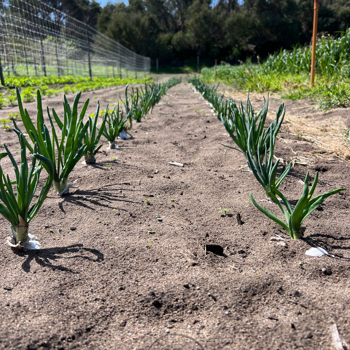 Onion 'Reg O'Connor' Cipollini