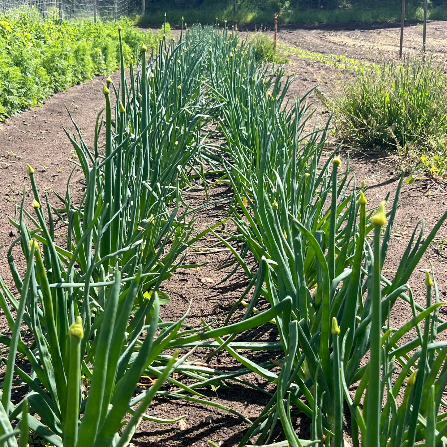 Onion 'Reg O'Connor' Cipollini