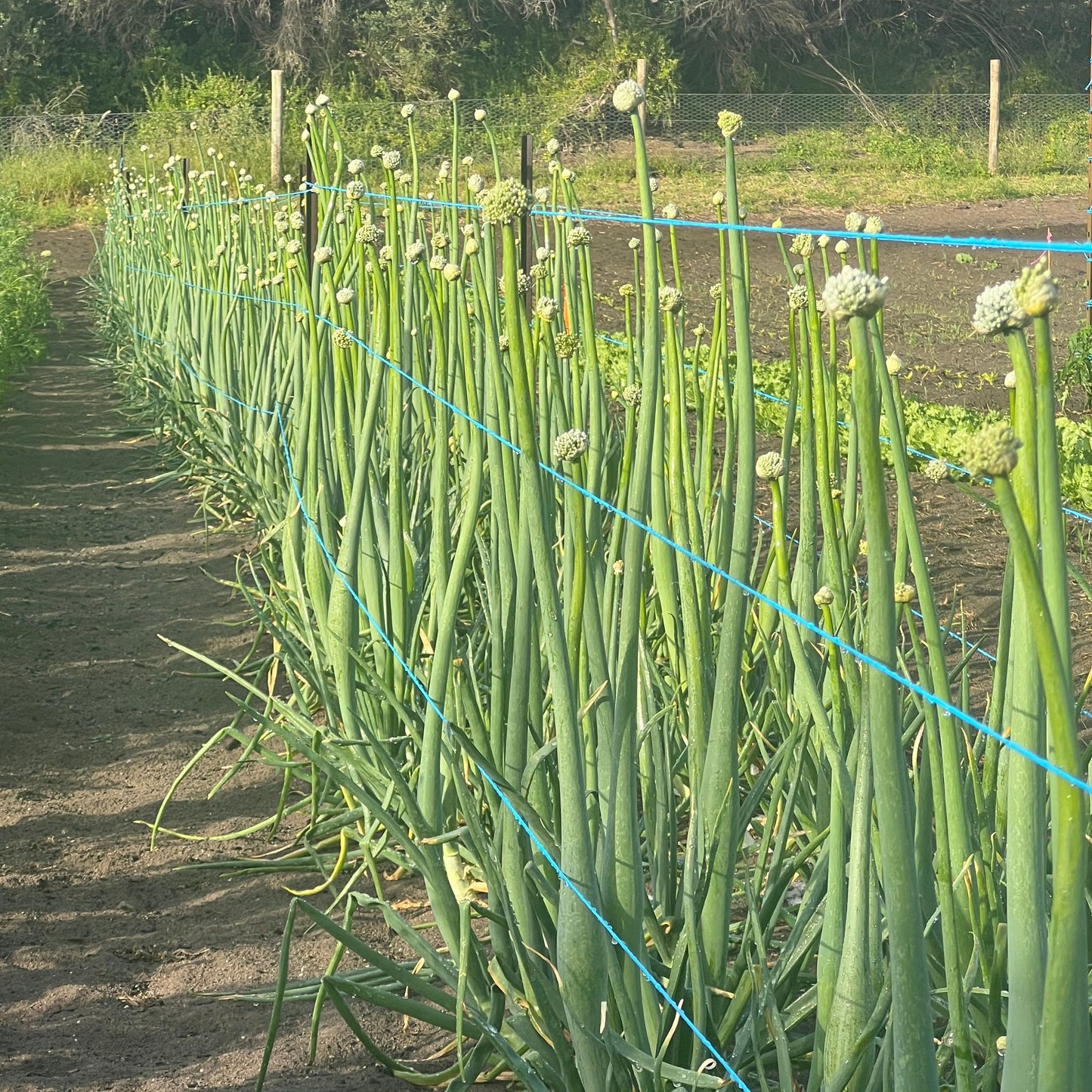 Onion 'Reg O'Connor' Cipollini