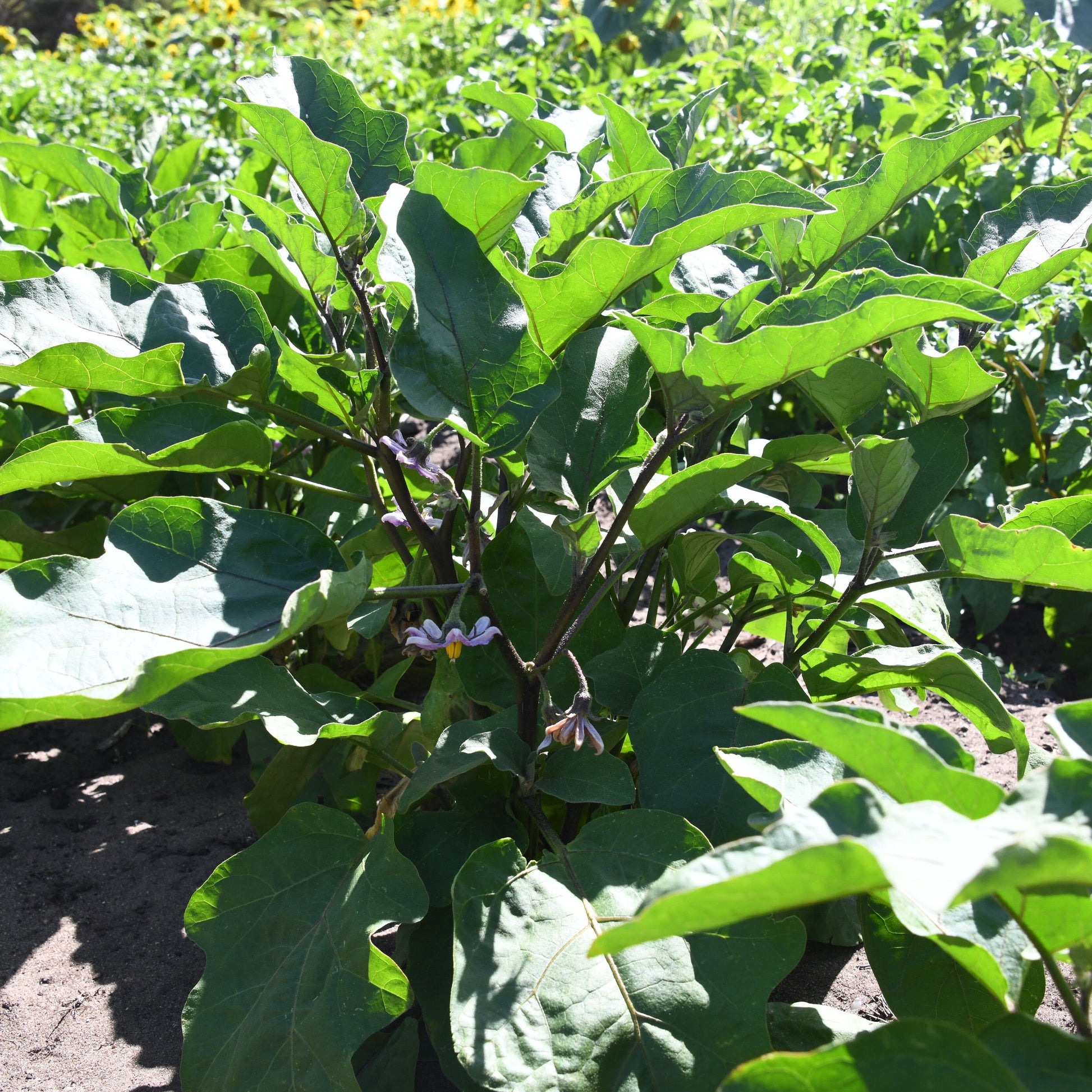 Eggplant seed crop growing in Front paddock with sunlight filtering through the leaves.