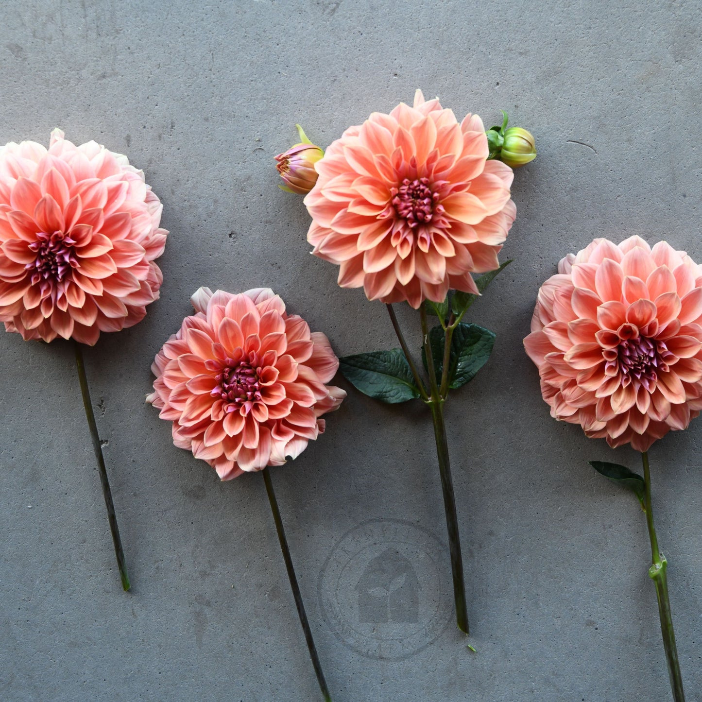 Dahlia 'Riverview Joy'