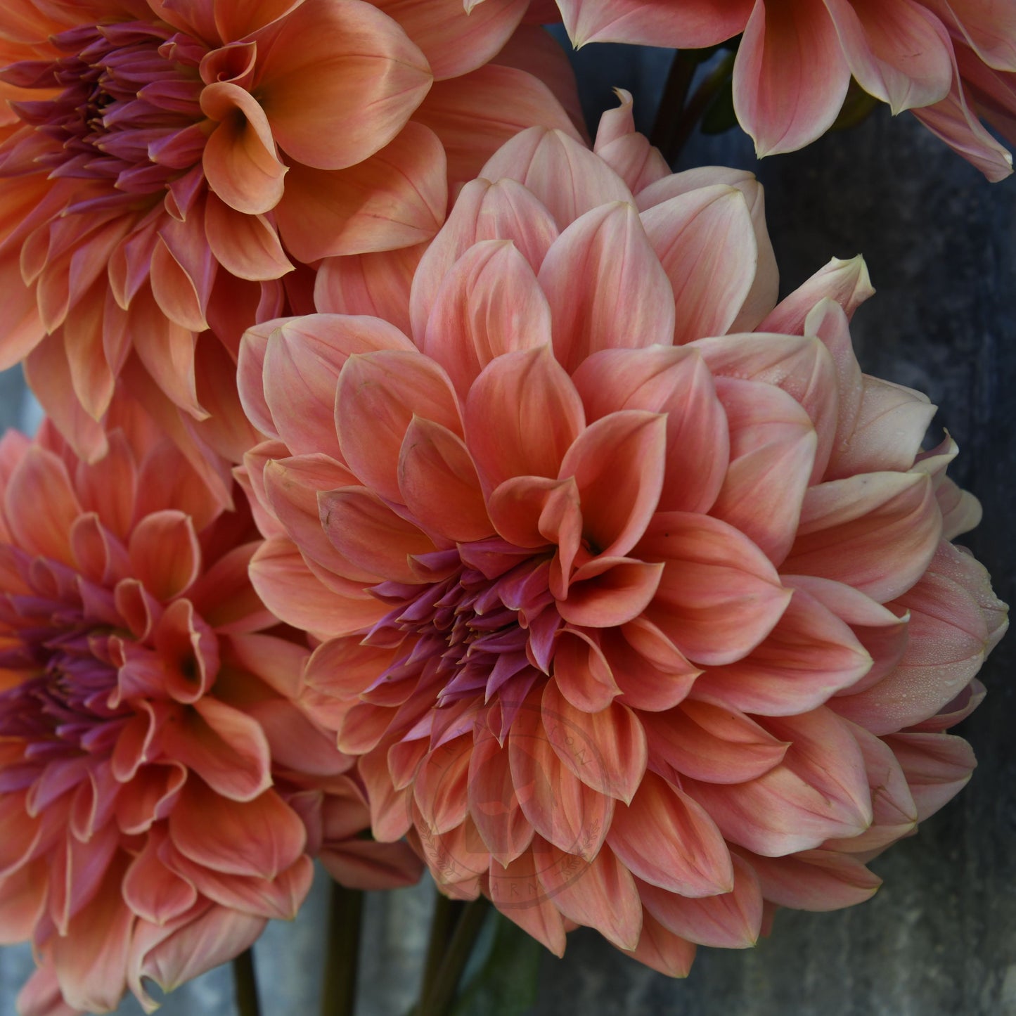 Dahlia 'Riverview Joy'