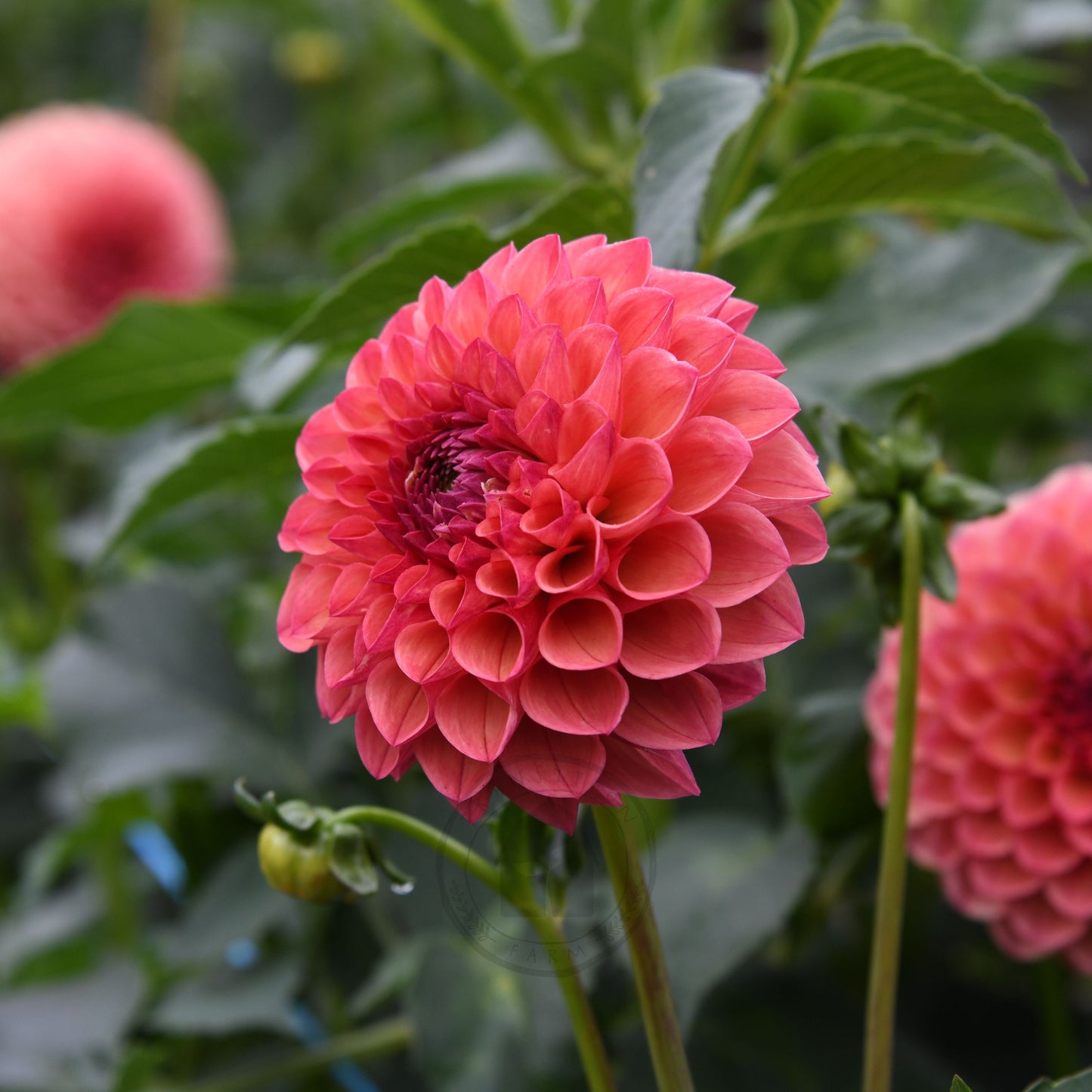 Dahlia 'Robin Hood'