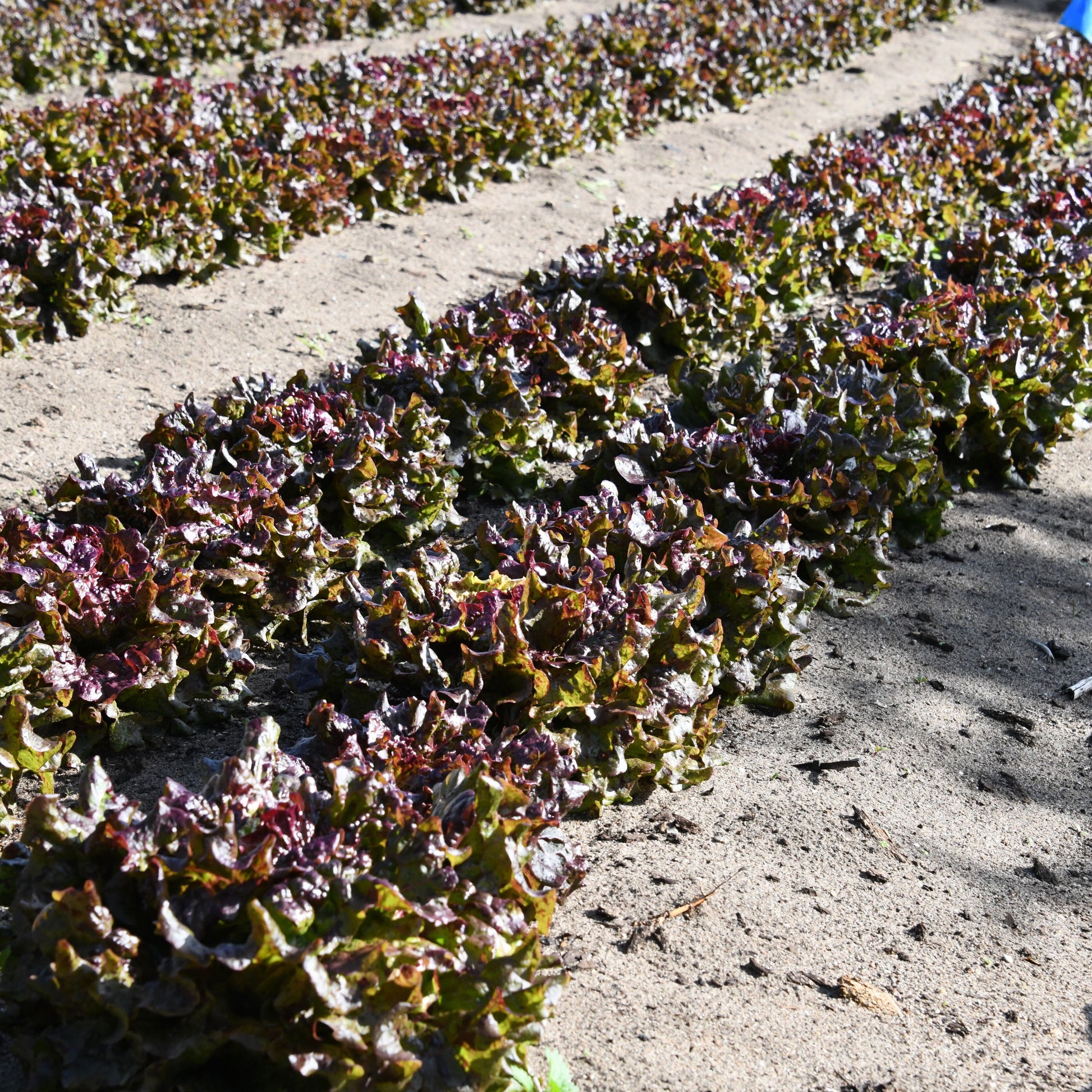 Rows of young  rosenkrantz plants growing in a field