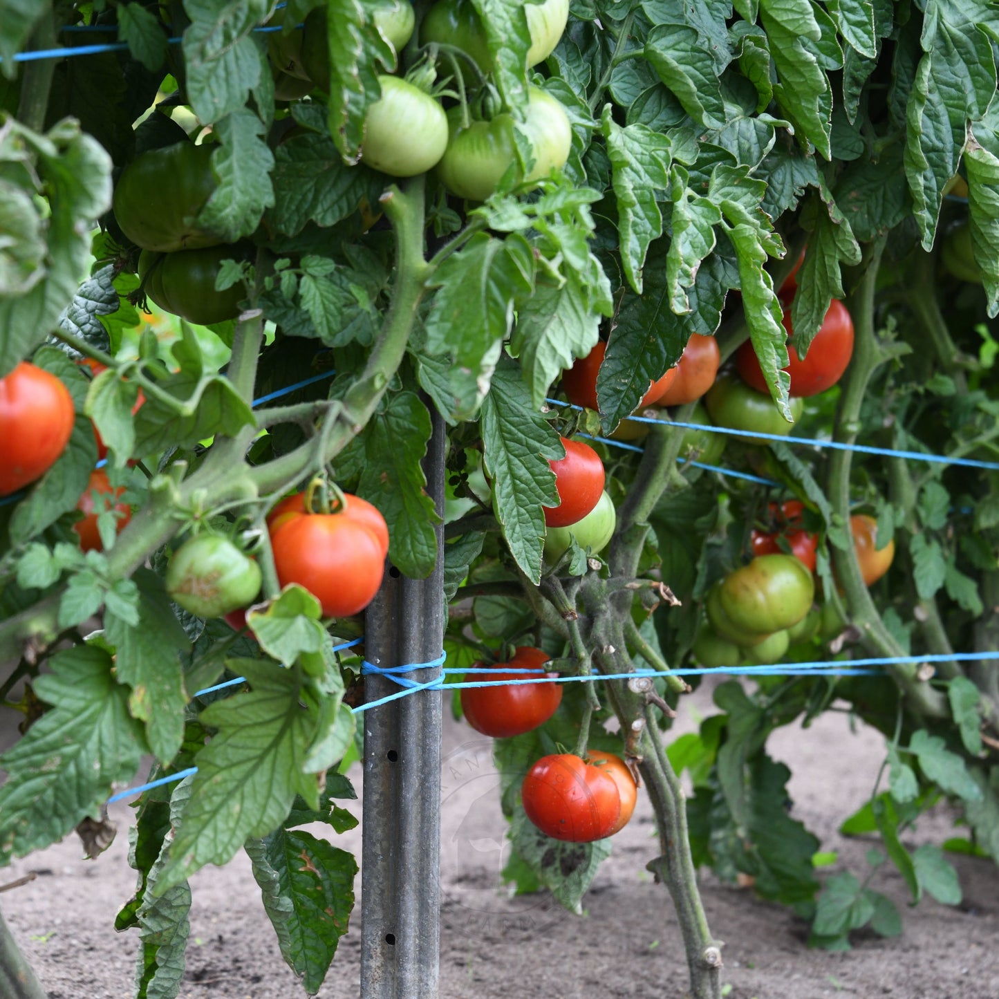 Tomato 'Rouge de Marmande'