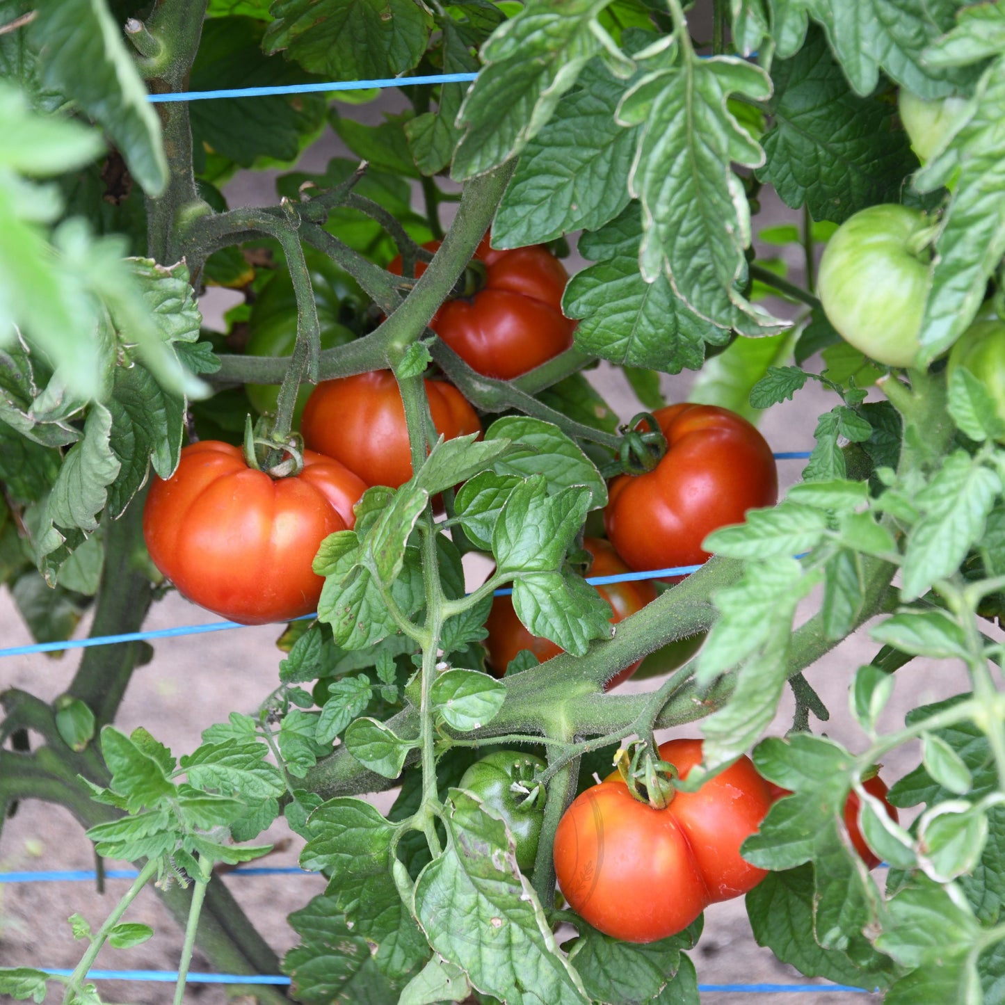 Tomato 'Rouge de Marmande'