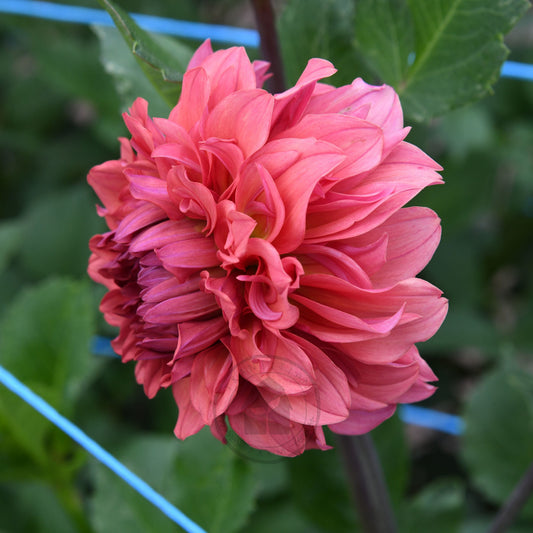 Dahlia 'Lileah Saffron Petticoats'