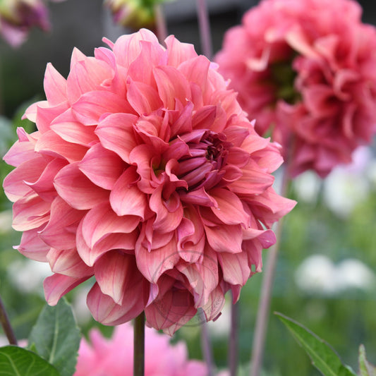 Dahlia 'Lileah Saffron Petticoats'