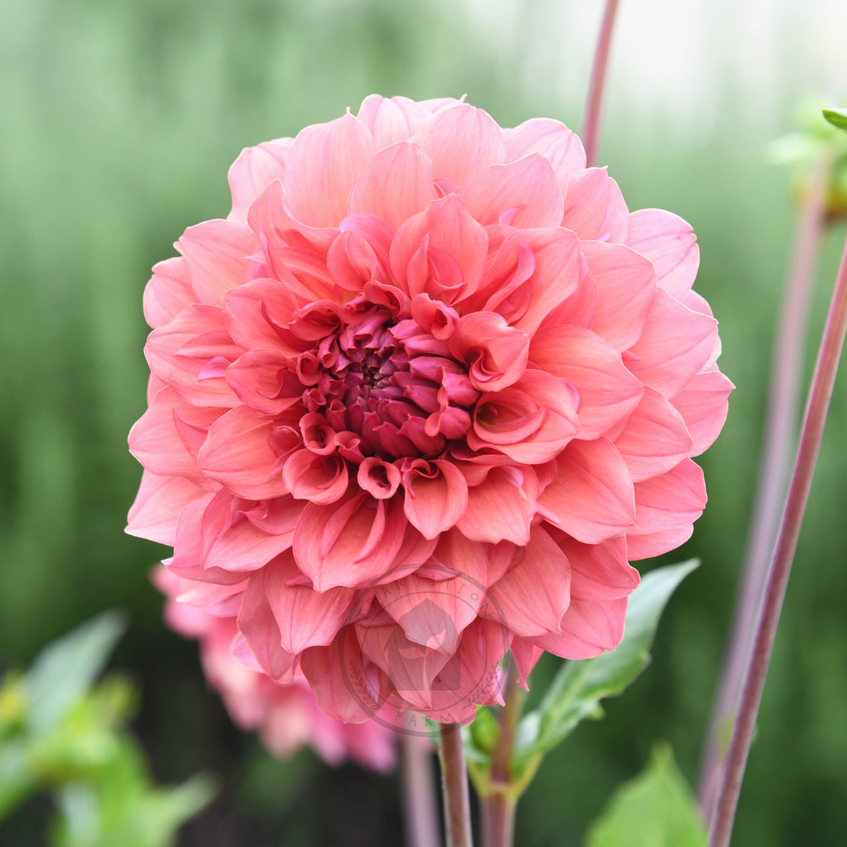 Dahlia 'Saffron Petticoats'