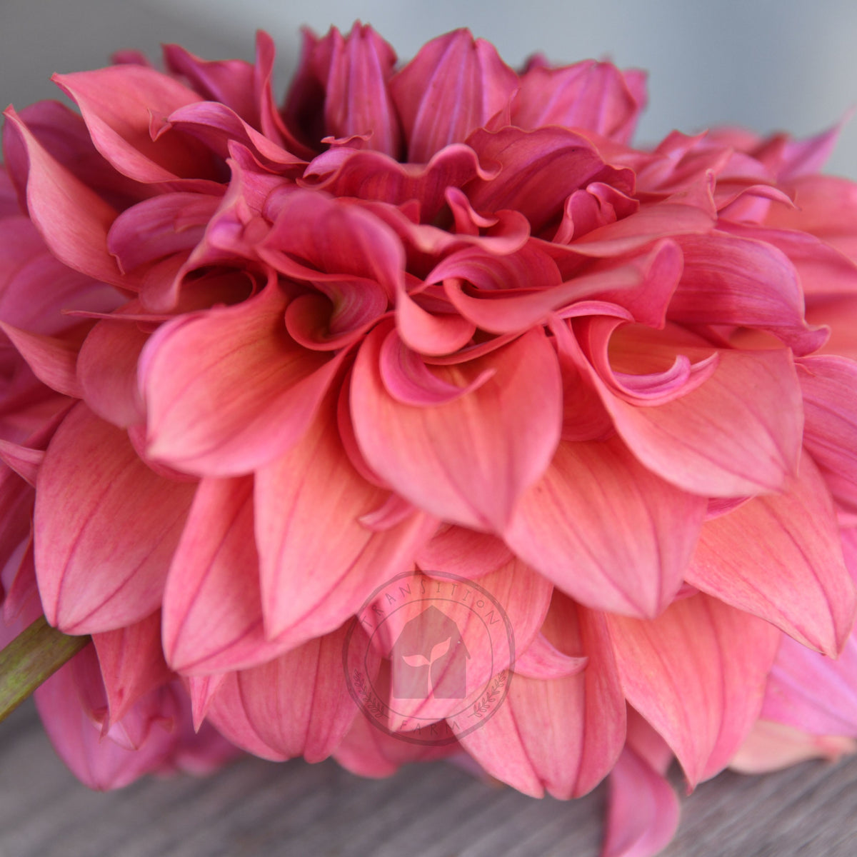 Dahlia 'Saffron Petticoats'