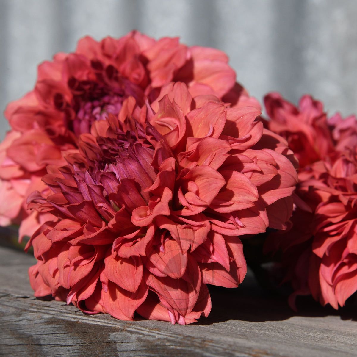 Dahlia 'Saffron Petticoats'