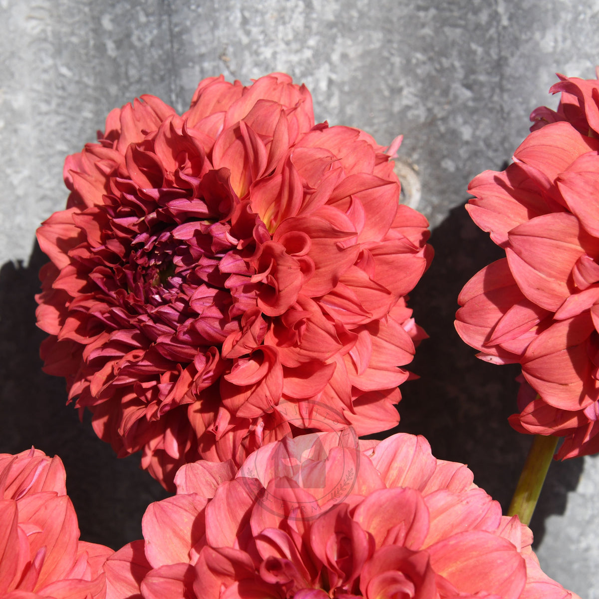 Dahlia 'Saffron Petticoats'