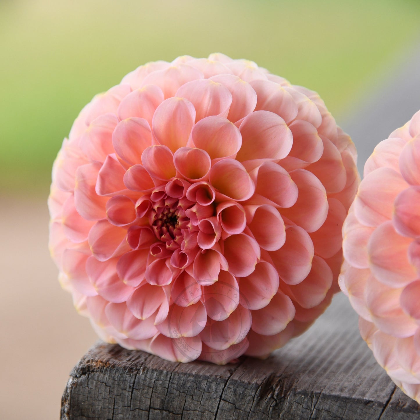 Dahlia 'Salmon Joy'