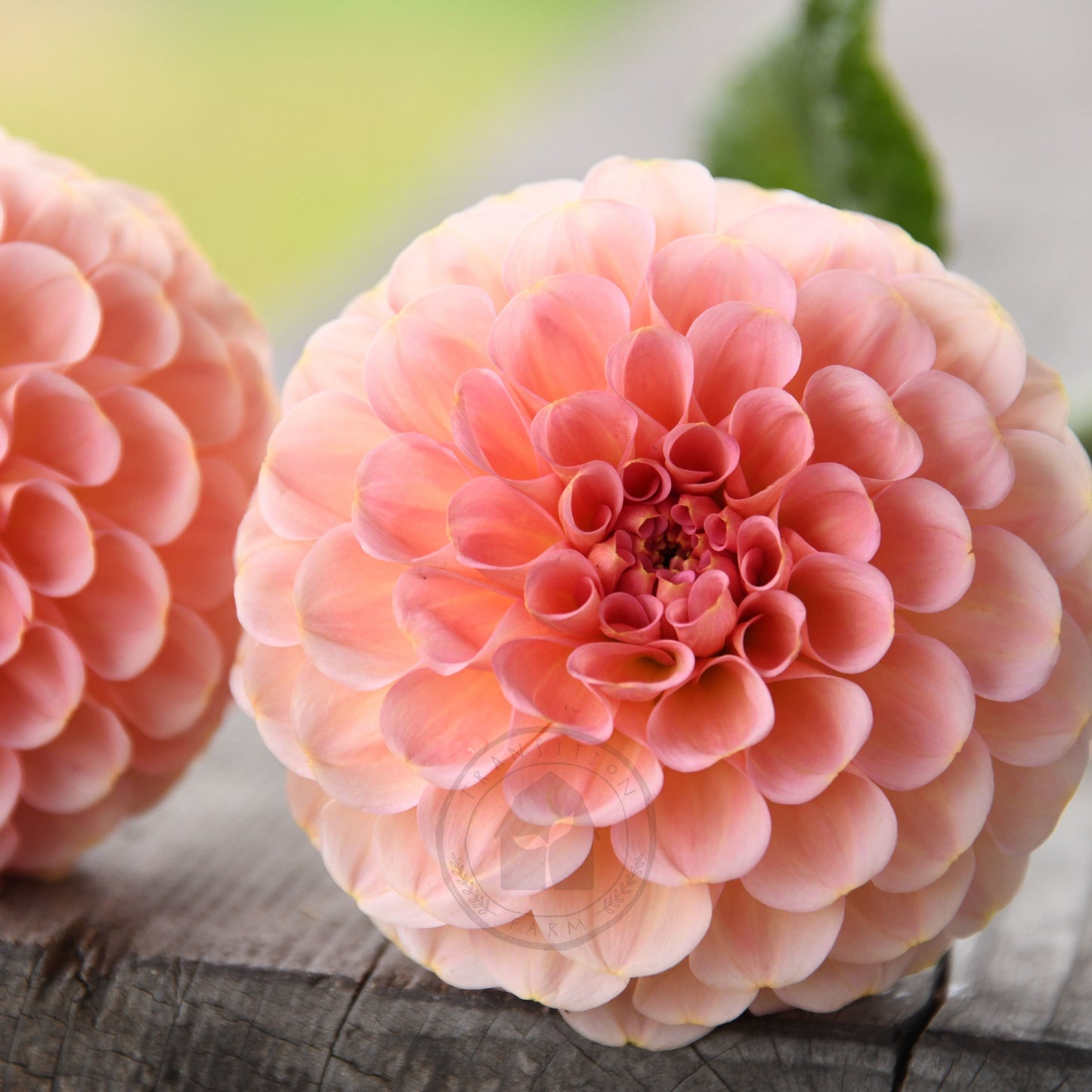 Dahlia 'Salmon Joy'