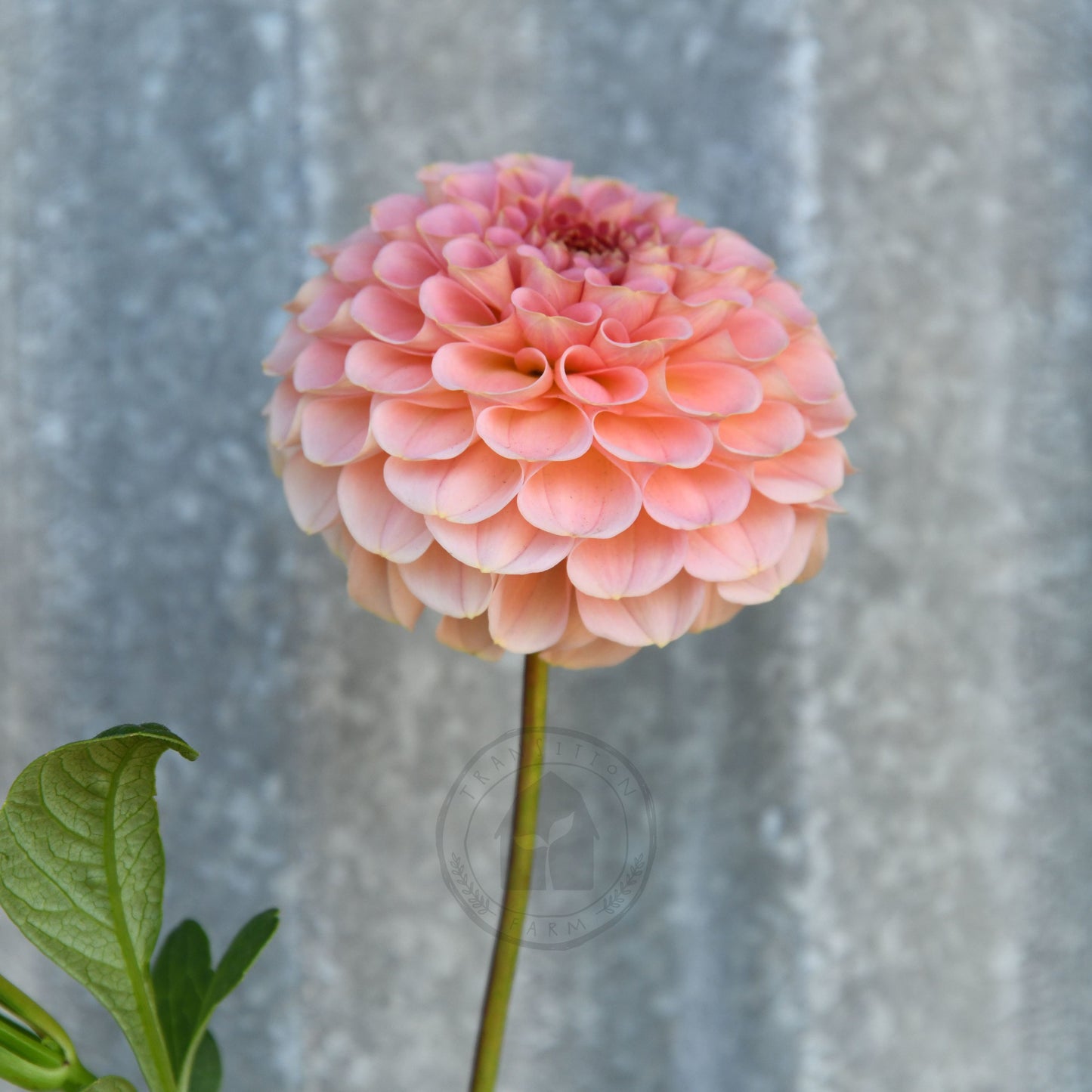 Dahlia 'Salmon Joy'