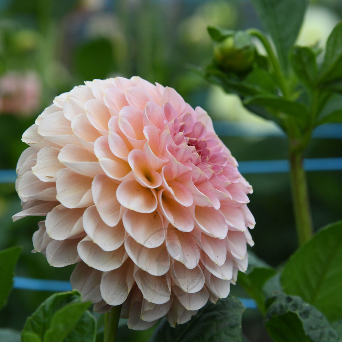 Dahlia 'Salmon Joy'