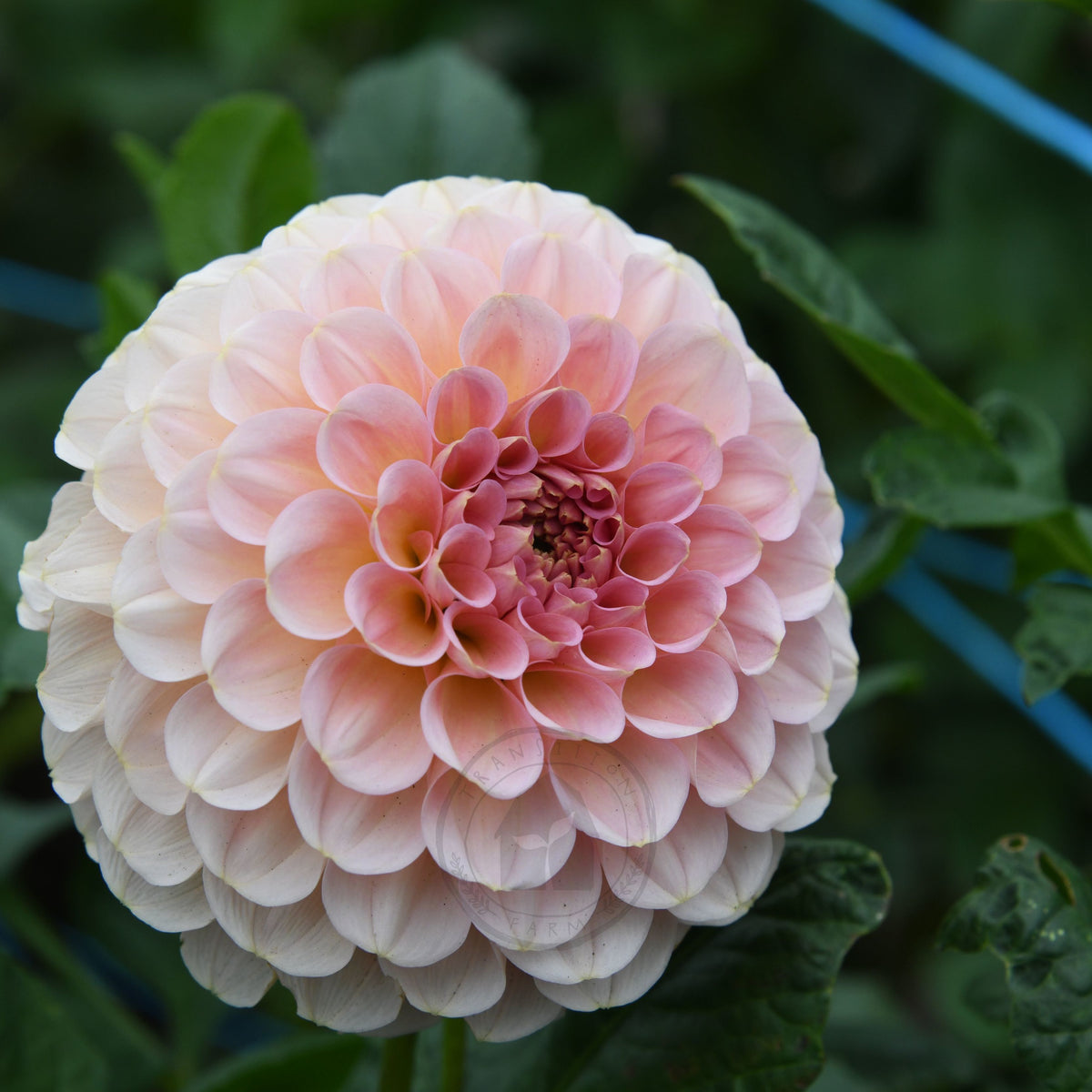 Dahlia 'Salmon Joy'