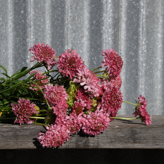 Pink flowers on a wooden surface with a corrugated metal background