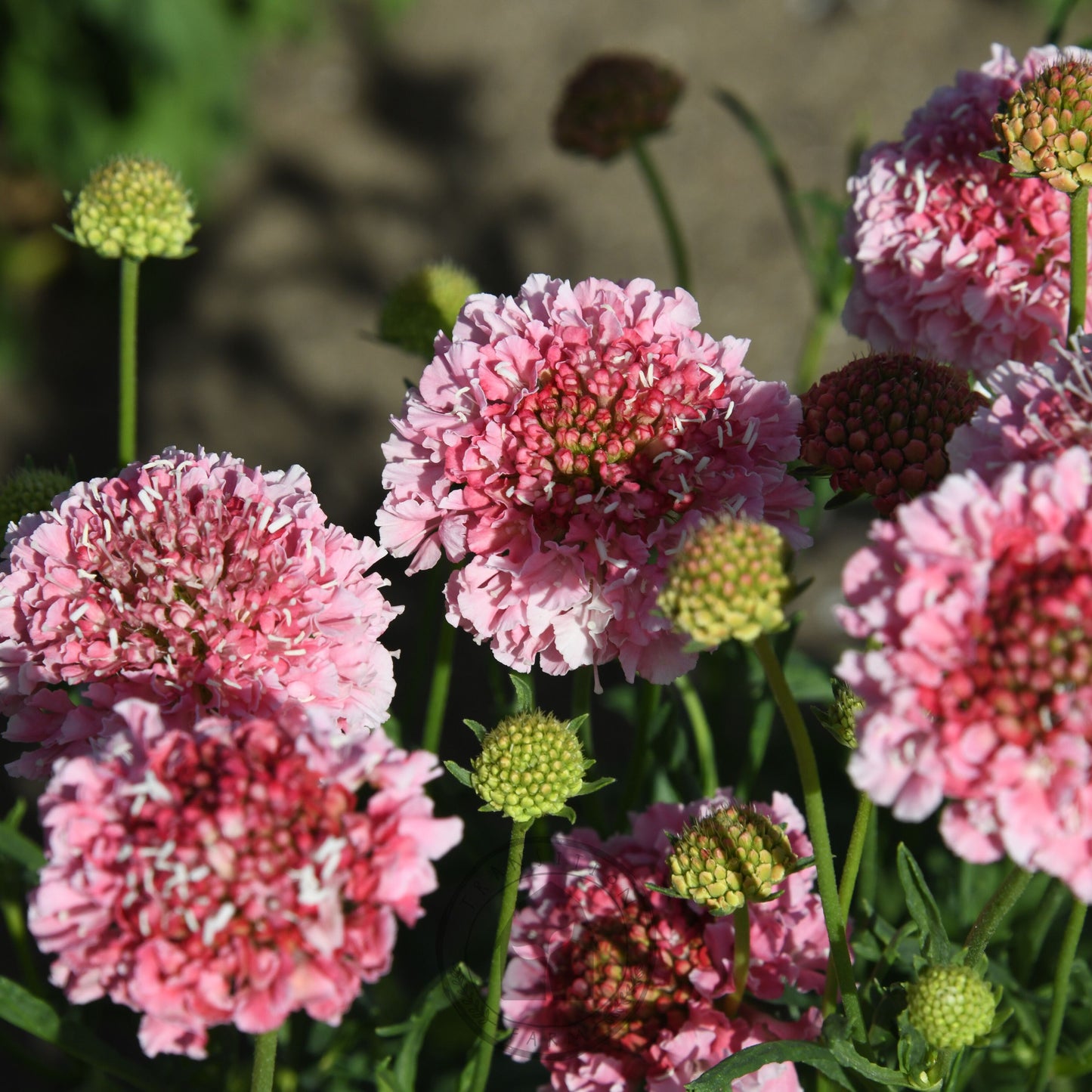 Pink flowers with green stems and leaves on a blurred natural background