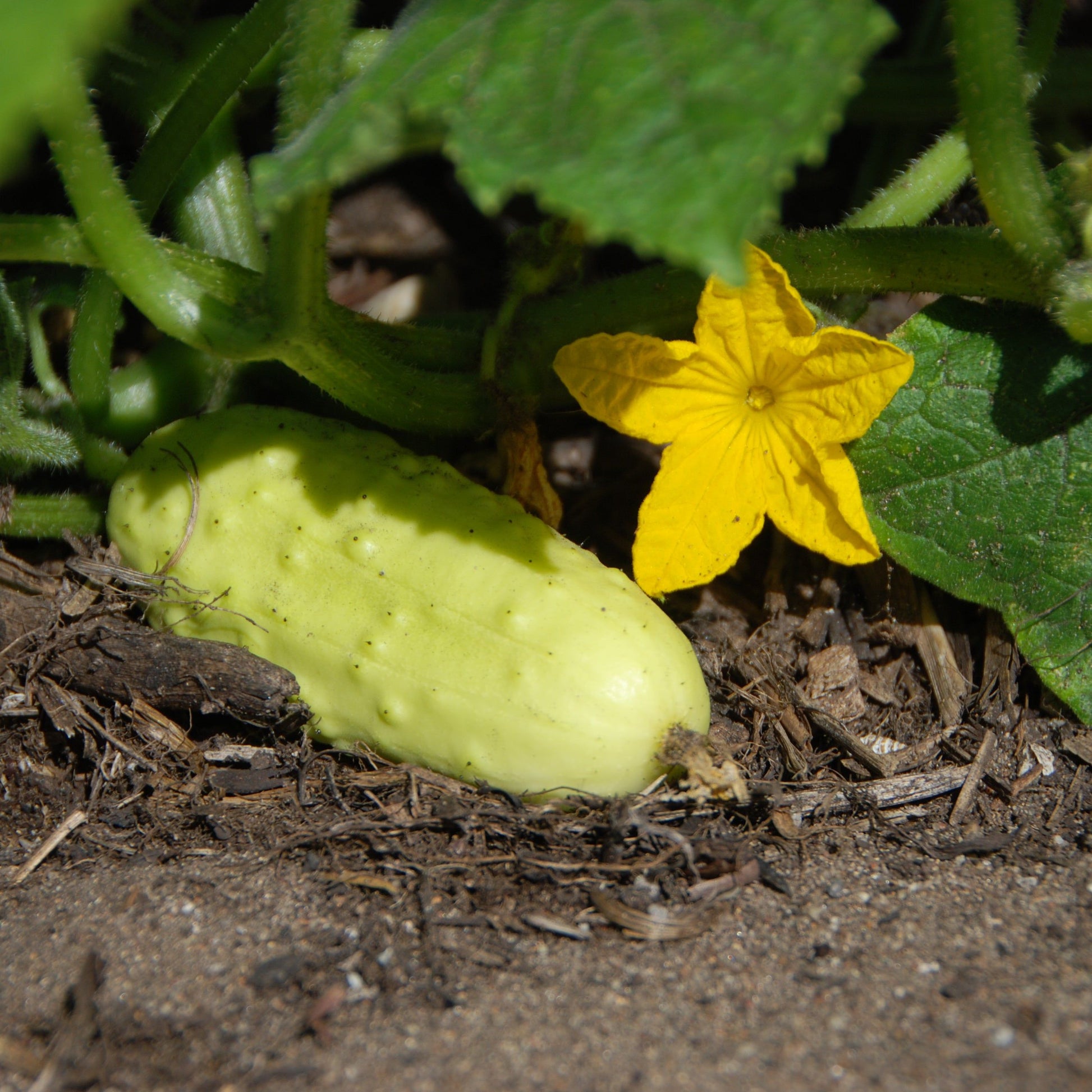 Salt and Pepper cucumber growing in the farm 