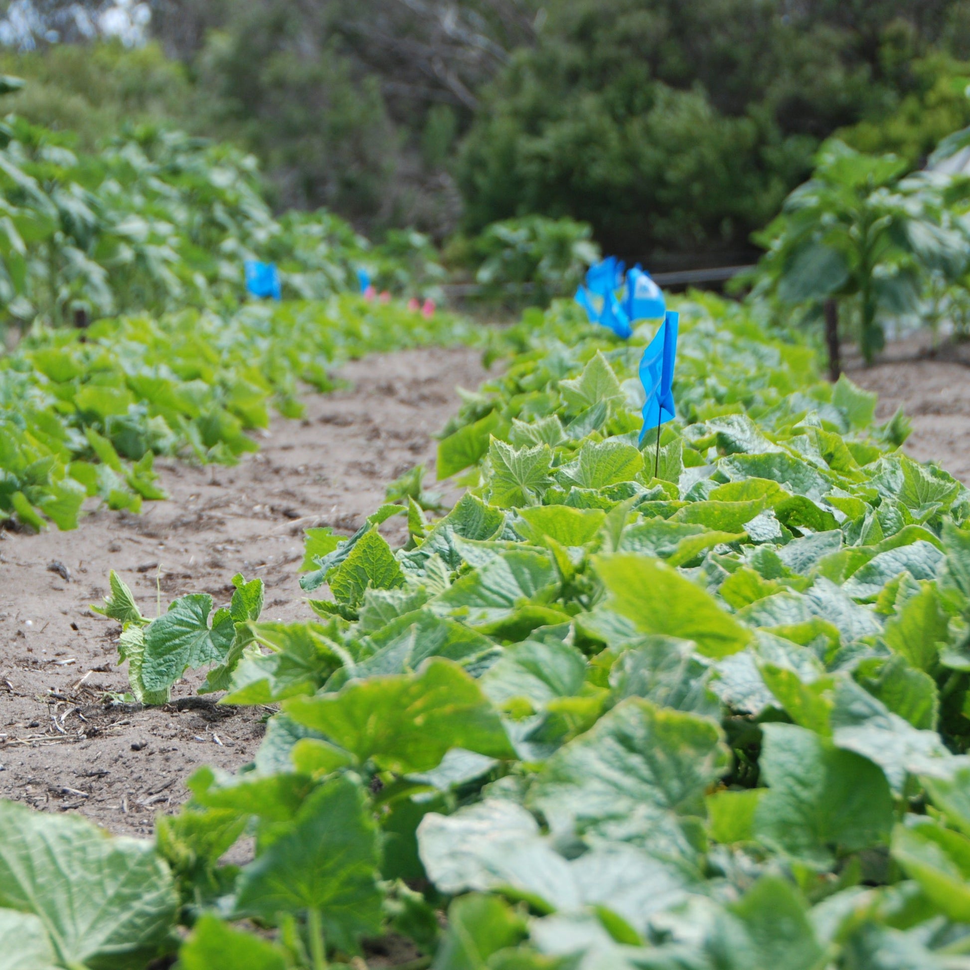 Salt and Pepper seed crop growing in back paddock