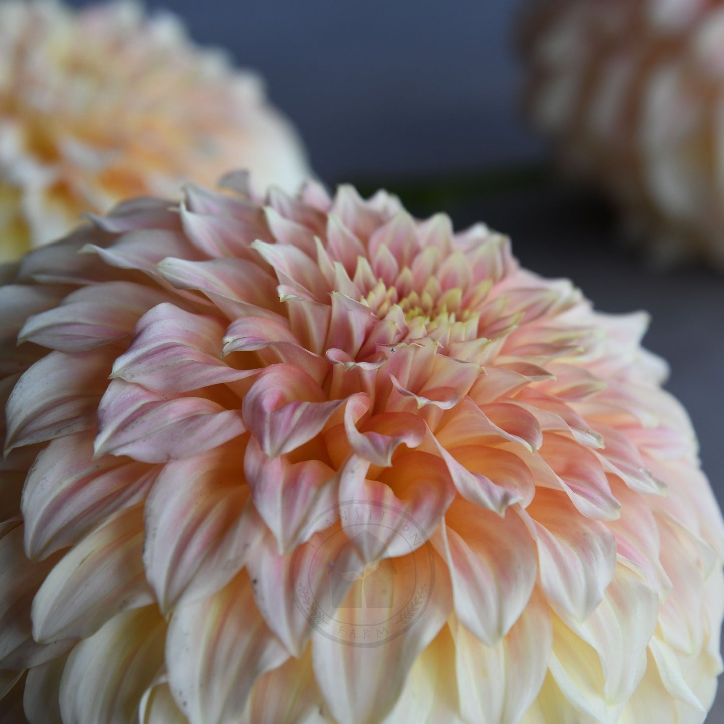 Dahlia 'Bracken Sarah'  (Sand Dune)