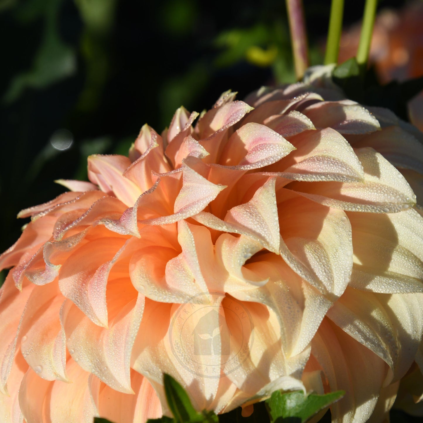 Dahlia 'Bracken Sarah'  (Sand Dune)
