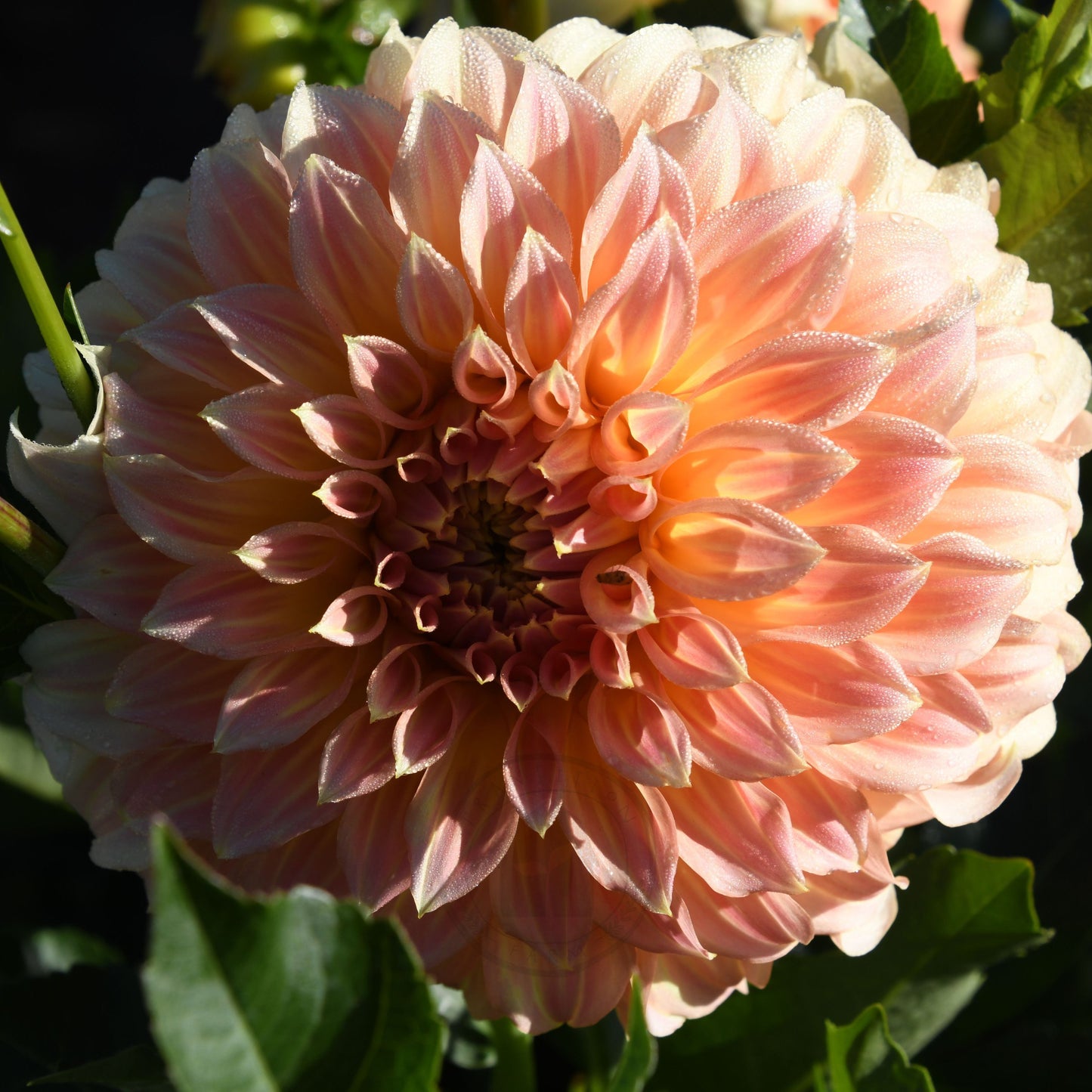 Dahlia 'Bracken Sarah'  (Sand Dune)