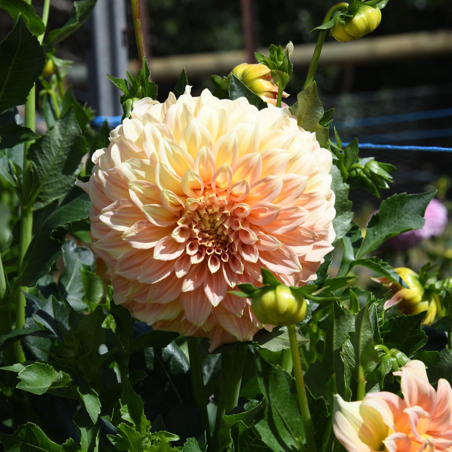 Dahlia 'Bracken Sarah'  (Sand Dune)