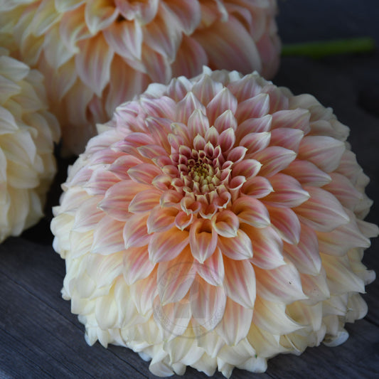 Dahlia 'Bracken Sarah'  (Sand Dune)