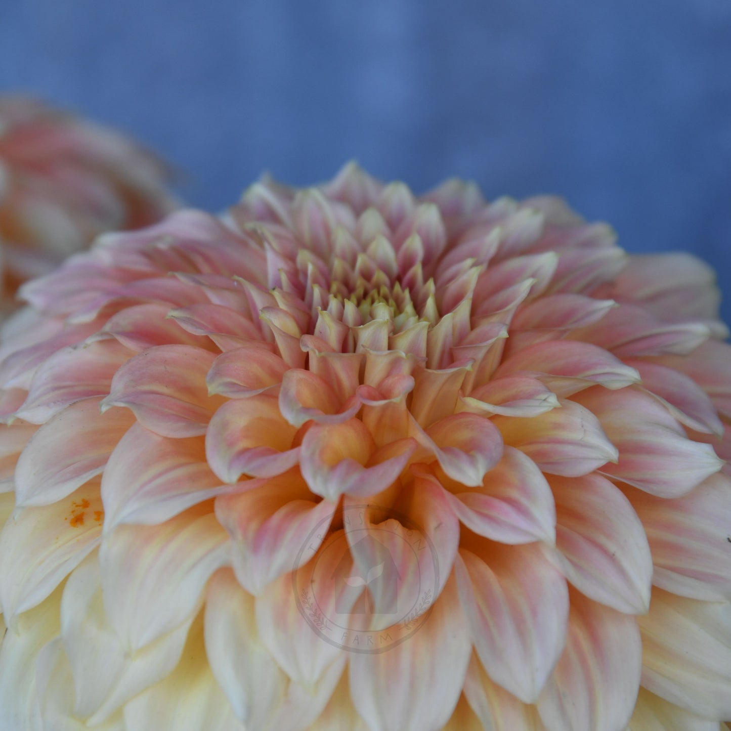 Dahlia 'Bracken Sarah'  (Sand Dune)