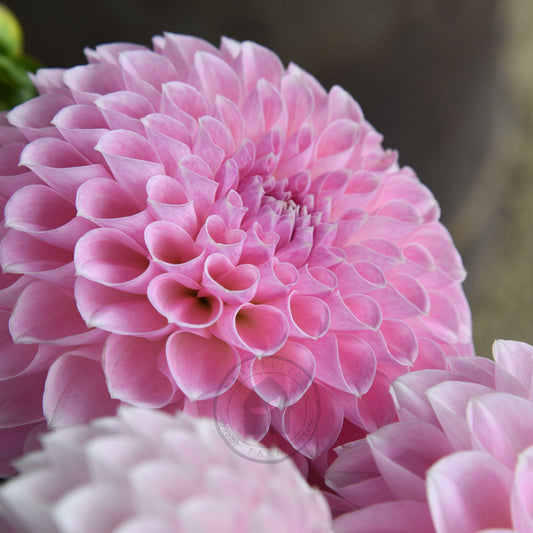 Dahlia 'Serenade Aria'