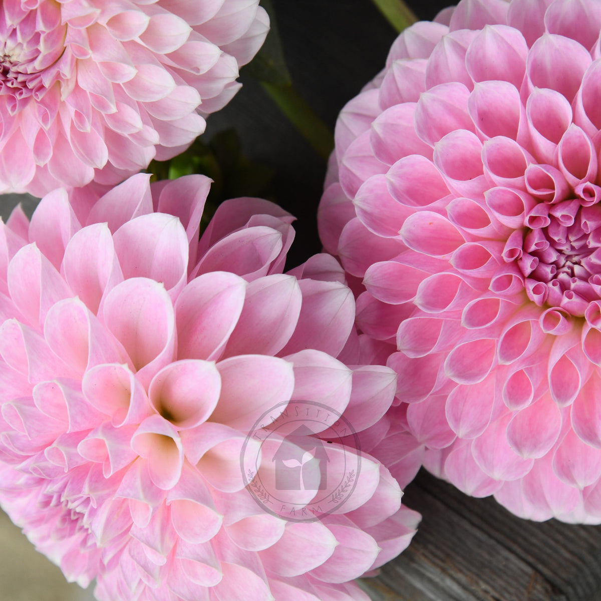 Dahlia 'Serenade Aria'