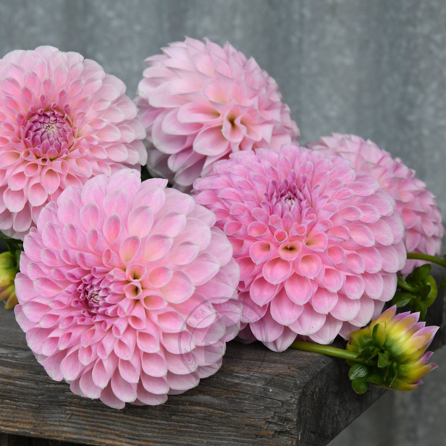 Dahlia 'Serenade Aria'