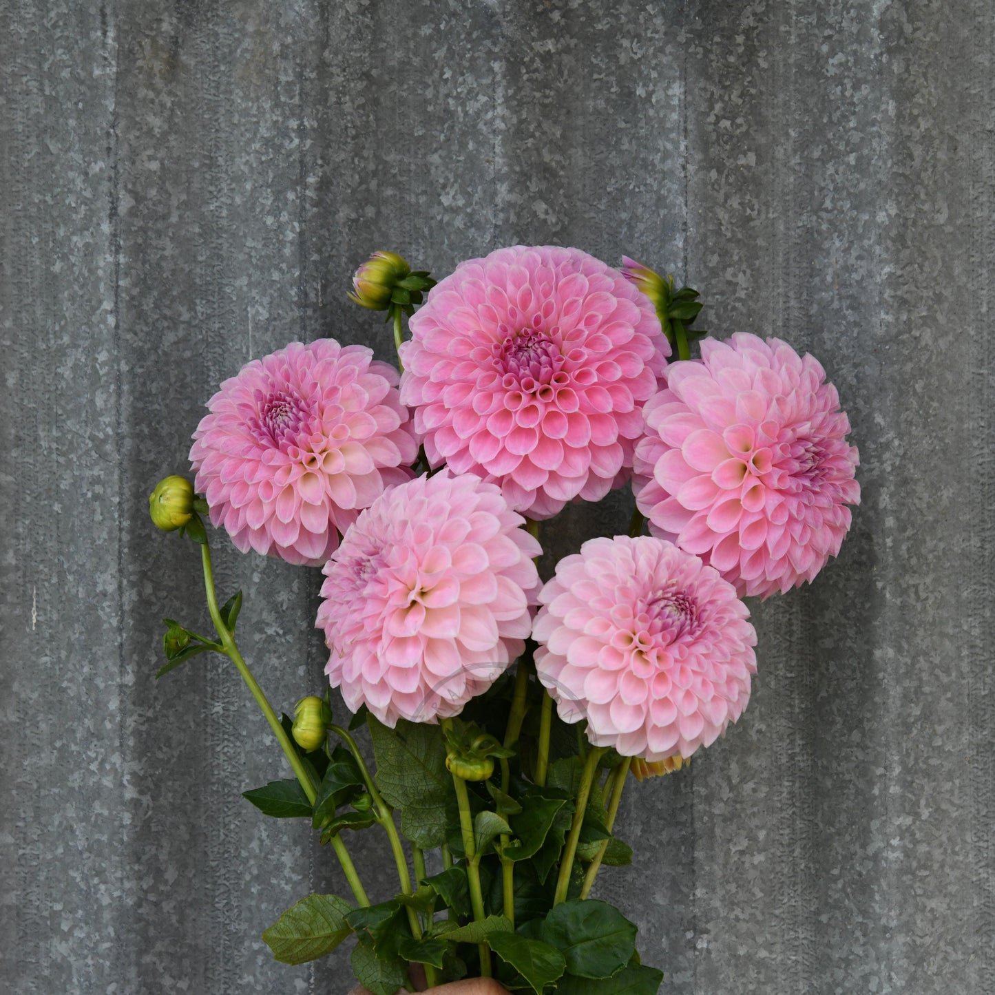 Dahlia 'Serenade Aria'