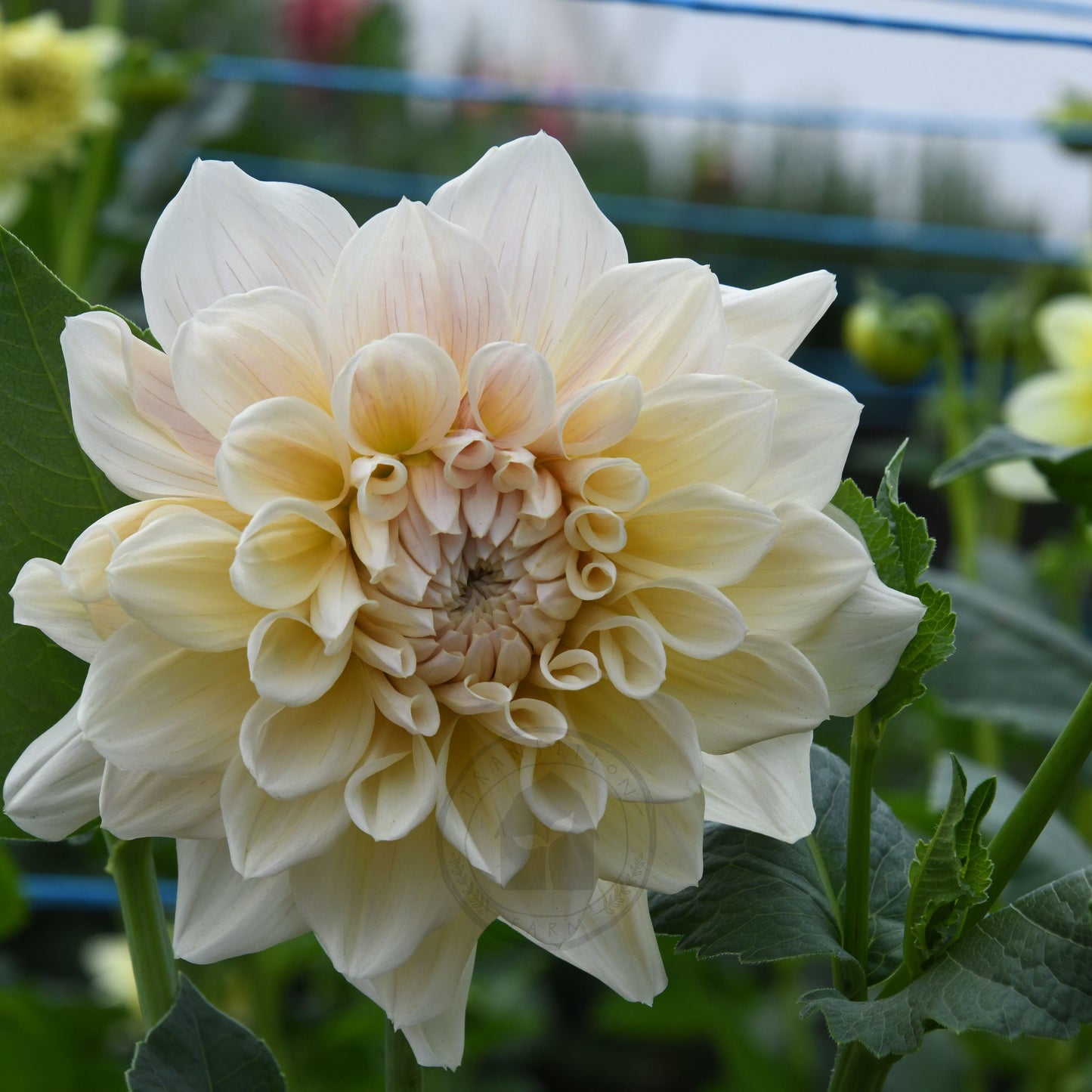 Dahlia 'Serenade Symphony'