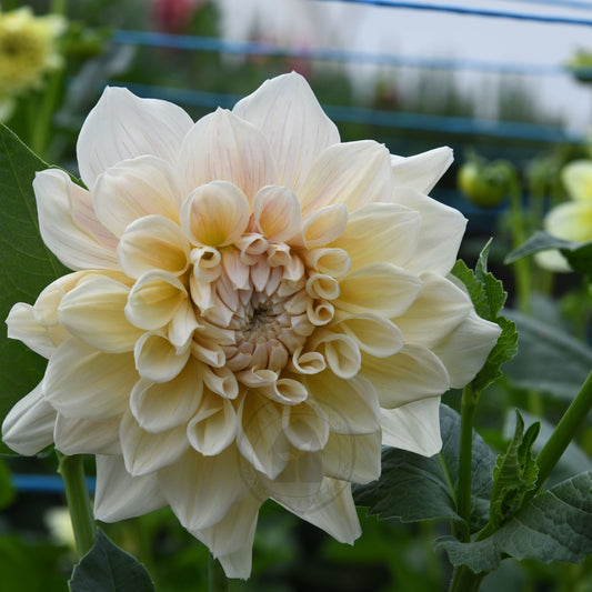 Dahlia 'Serenade Symphony'