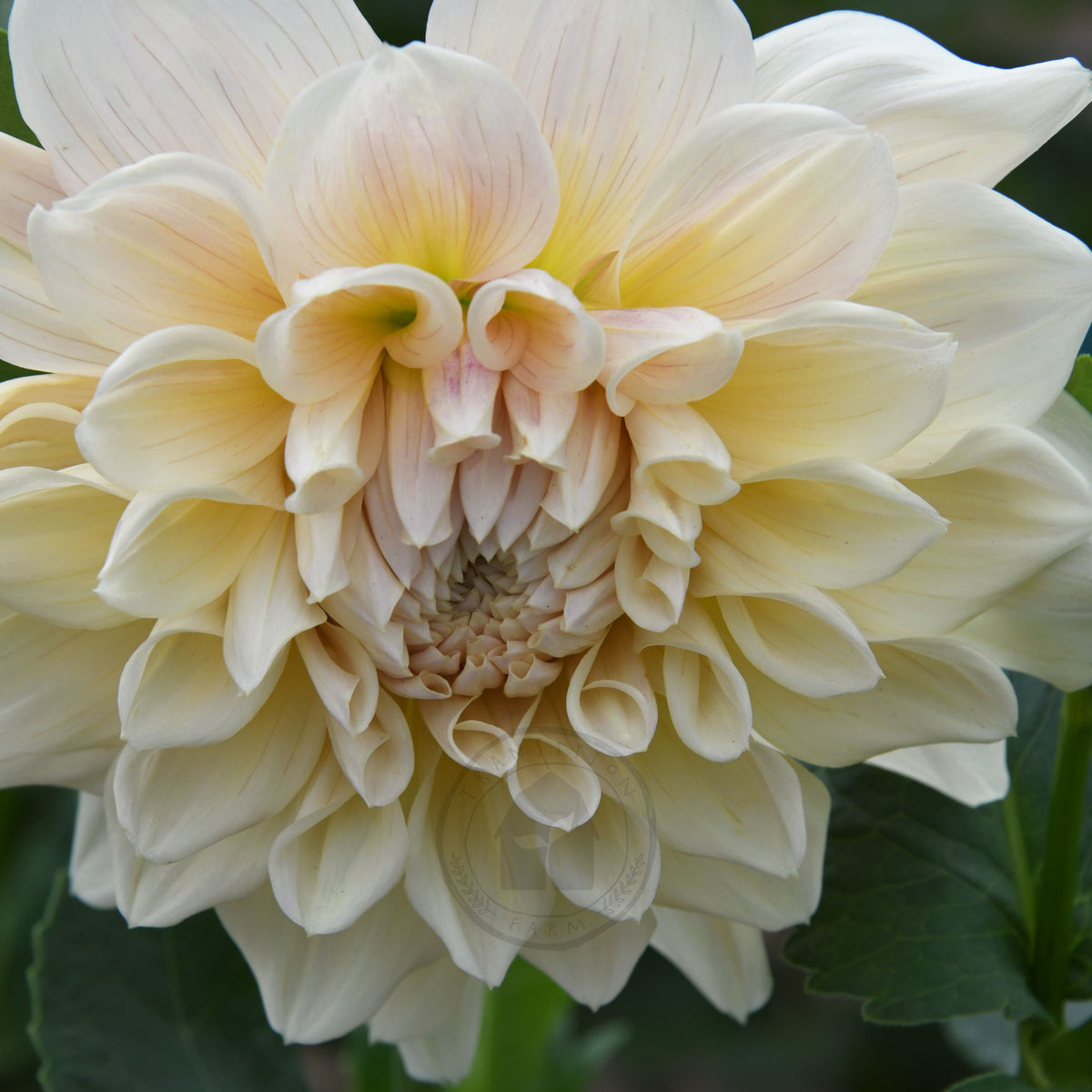 Dahlia 'Serenade Symphony'