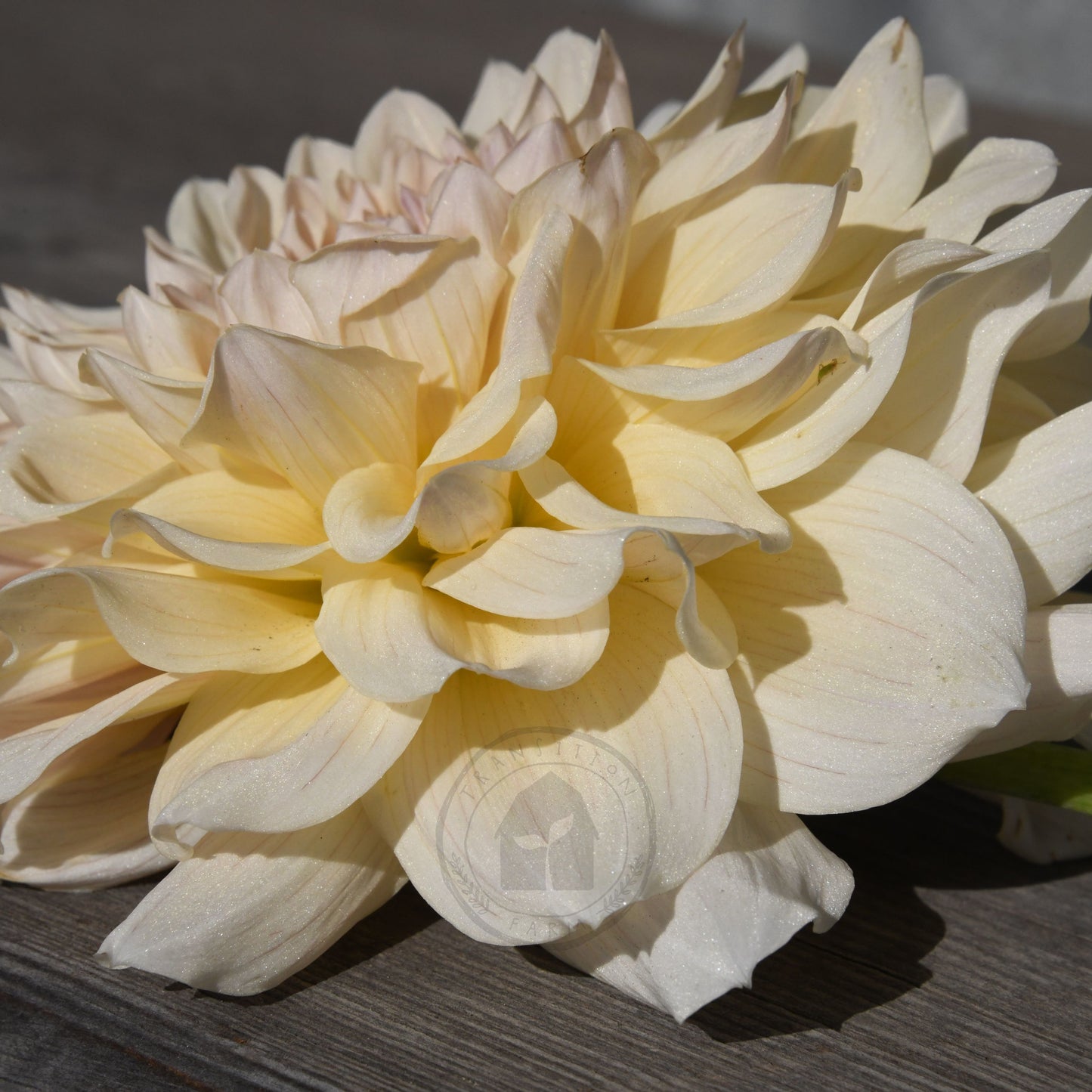 Dahlia 'Serenade Symphony'