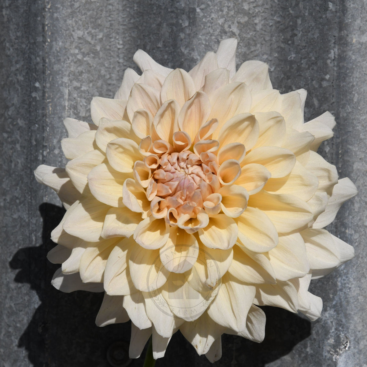 Dahlia 'Serenade Symphony'